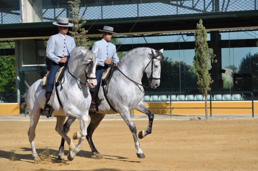 Jerez: Yeguada de la Cartuja Carthusian Horses Tour - Carthusian breeding, explained in plain human terms