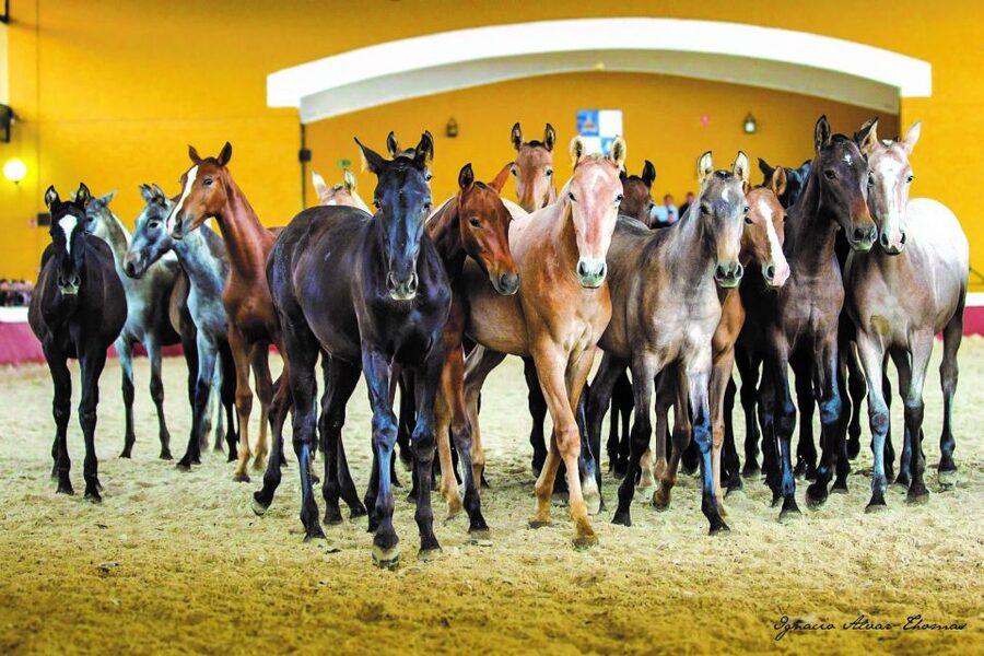 Jerez: Yeguada de la Cartuja Carthusian Horses Tour - Dressage exhibition in the main arena: where training becomes visible