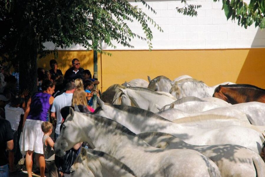 Jerez: Yeguada de la Cartuja Carthusian Horses Tour - Value near $22: what you get for the time
