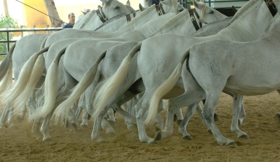 Jerez: Yeguada de la Cartuja Carthusian Horses Tour - Logistics for Fuente del Suero: parking, timing, and directions
