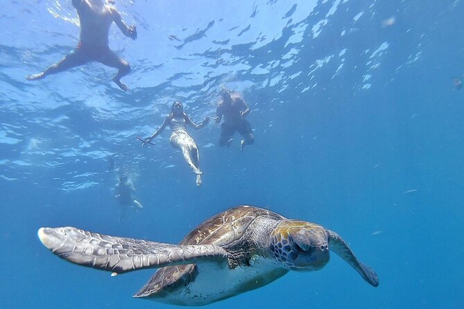 Kayak Safari with Dolphin and Turtle Watching in Guaza - Key things to know before you go