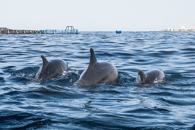 Kayak Safari with Dolphin and Turtle Watching in Guaza - Kayaking the Teno Rasca Marine Strip for Dolphins and Turtles