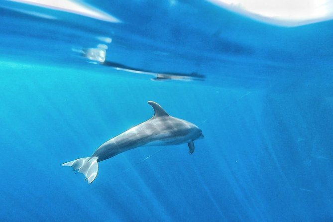 Kayak Safari with Dolphin and Turtle Watching in Guaza - Getting There in Los Cristianos and How the Tour Flows