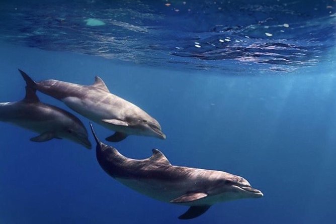 Kayak Safari with Dolphin and Turtle Watching in Guaza - What It Costs and Why It Feels Like Good Value