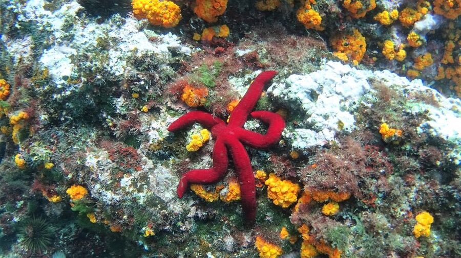 La Herradura: Cerro Gordo Natural Park Kayak & Snorkel Tour - Kayaking the sea cliffs: what the 2.5 hours actually feel like