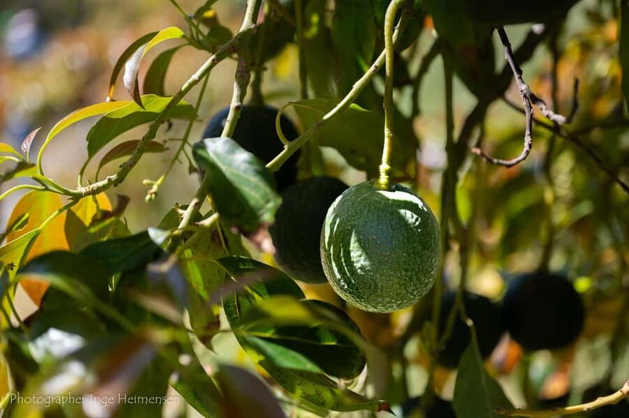La Herradura Coffee Farm: tour in Europe's only plantation - Up to 30 exotic fruits, plus the old trees and odd surprises