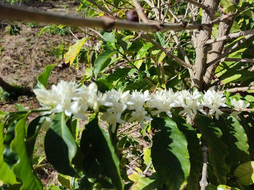 La Herradura Coffee Farm: tour in Europe's only plantation - Small tips that make the walk easier