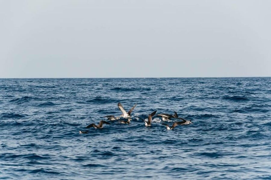 Lanzarote: 2.5-Hour Sunset and Dolphins Cruise - Who should book this cruise, and who might skip it