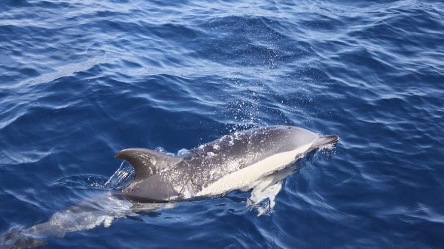 Lanzarote: 2.5-Hour Sunset and Dolphins Cruise - Puerto del Carmen harbor: where the atmosphere shifts from land to sea