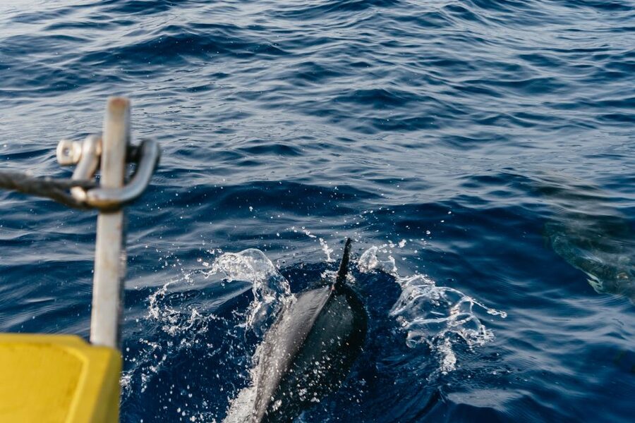Lanzarote: 2.5-Hour Sunset and Dolphins Cruise - The 2.5-hour speedboat cruise: what happens once you’re underway