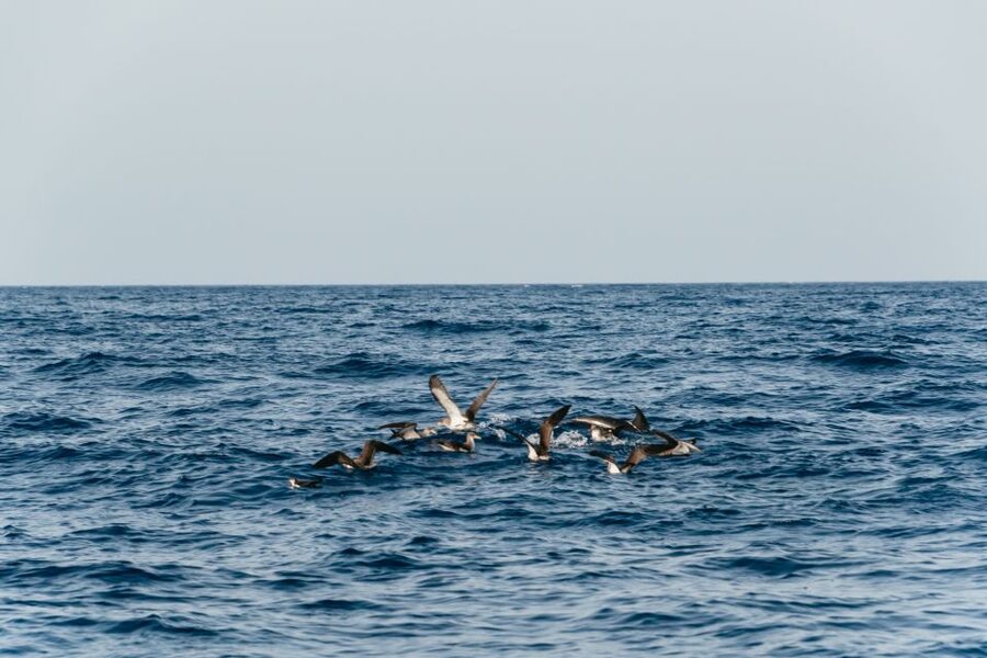 Lanzarote: 2.5-Hour Sunset and Dolphins Cruise - Dolphin and whale spotting, and the real odds