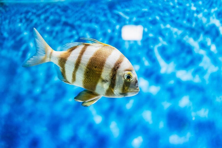 Lanzarote: Aquarium Entry Ticket - Canary Islands Zone: The Real Start of the Show