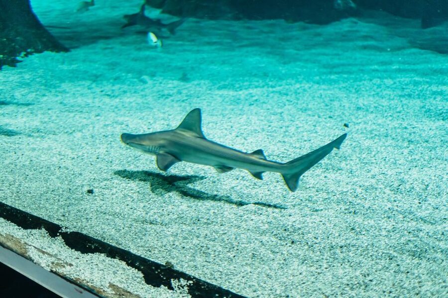 Lanzarote: Aquarium Entry Ticket - Underwater Tunnel: The Shark Moment You Came For