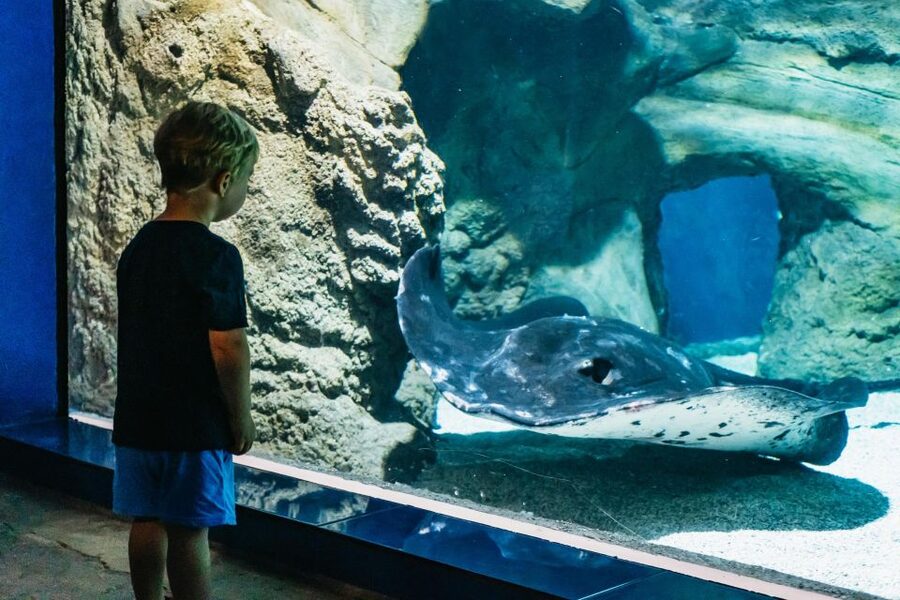 Lanzarote: Aquarium Entry Ticket - Tropical Zone and Coral-Reef Style Tanks