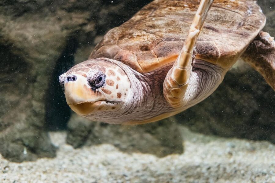 Lanzarote: Aquarium Entry Ticket - Freshwater Side: Axolotls and the Unexpected Detour