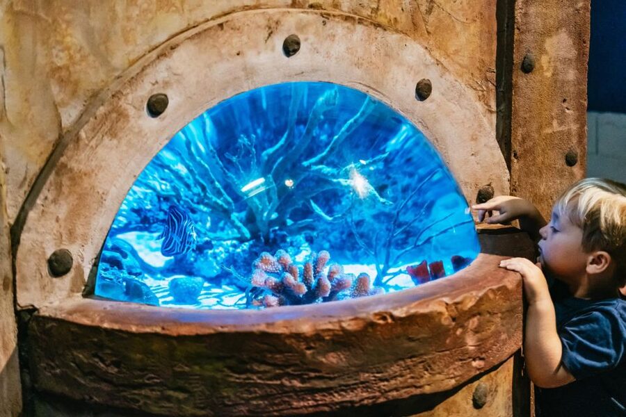 Lanzarote: Aquarium Entry Ticket - Turtle Rehabilitation Center: Why This Visit Feels More Than Decorative