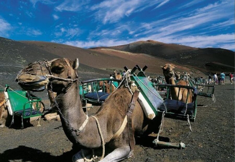 Lanzarote: Day Tour for Cruise Passengers - Valley of a Thousand Palms and Corona Volcano Views