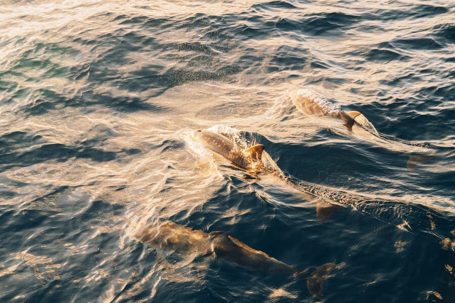 Lanzarote: Dolphin-Watching Sunset Cruise with Transfers - Inside the catamaran: comfort that matters when the sea gets lively