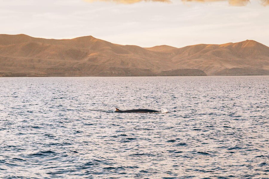 Lanzarote: Dolphin-Watching Sunset Cruise with Transfers - Should you book this dolphin sunset cruise?