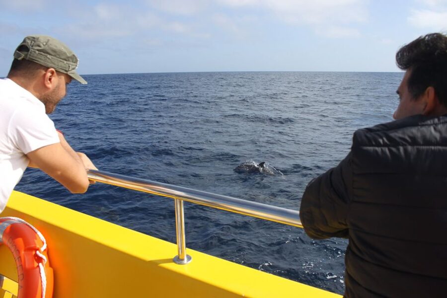 Lanzarote: Lobos Island Half-Day Dolphin Watching Trip - Lobos Island dolphin watching: what makes this trip special