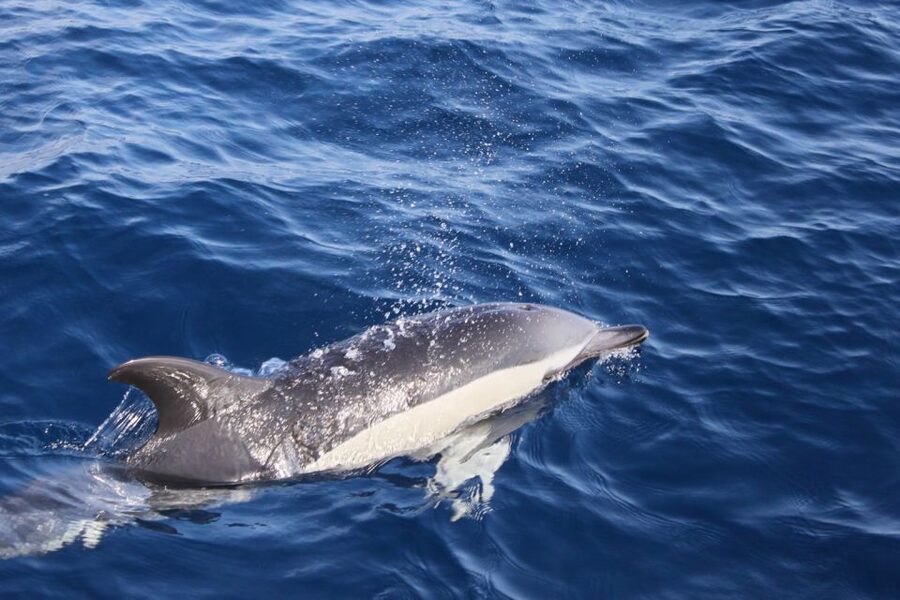 Lanzarote: Lobos Island Half-Day Dolphin Watching Trip - The speedboat segment: how the wildlife hunt works