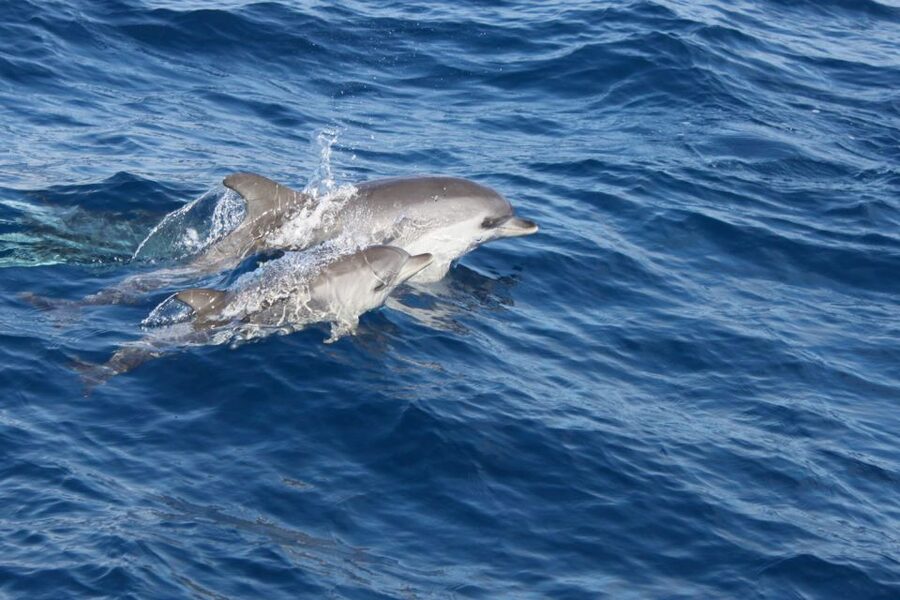 Lanzarote: Lobos Island Half-Day Dolphin Watching Trip - The picnic lunch: what you get and how filling it is