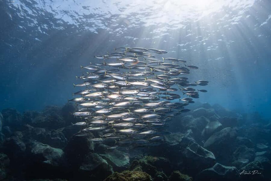 Lanzarote: Real Submarine Dive - Puerto Calero Marina, where the submarine trip actually starts
