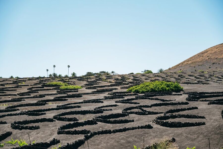 Lanzarote: Timanfaya National Park & La Geria Tour - Volcanoes Route viewpoints: how to see without getting stuck