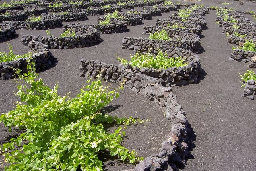 Lanzarote: Timanfaya Park and Jameos del Agua Full-Day Tour - Lunch break reality, and how to handle the 1-hour stop