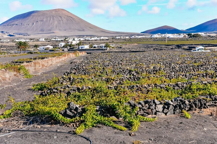 Lanzarote: Volcanos of Timanfaya and Caves Tour with Lunch - Jameos del Agua: the César Manrique cave stop that makes geology feel human