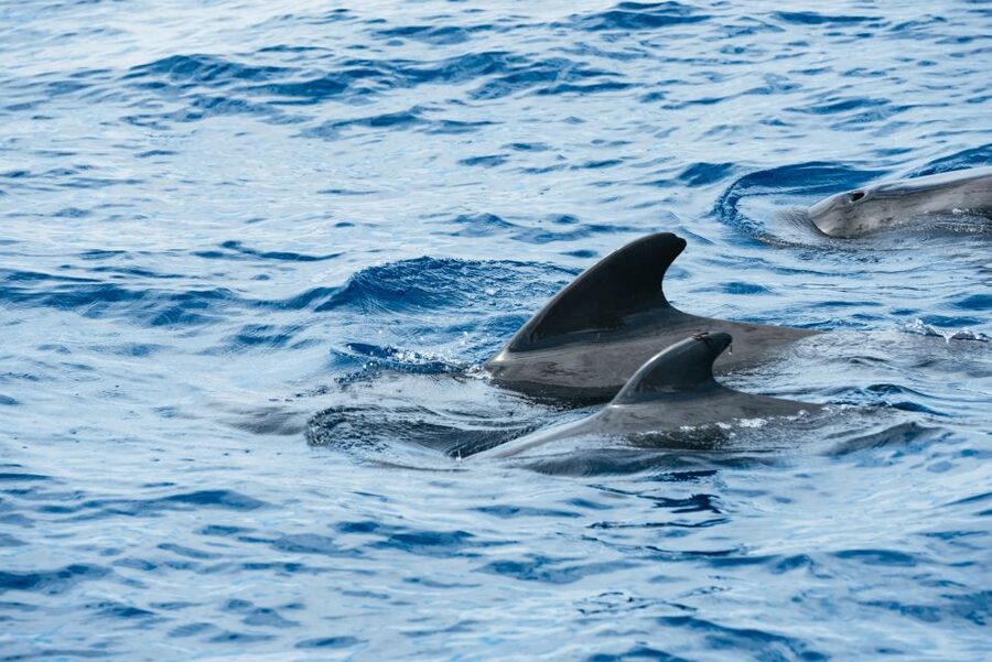 Las Galletas: Whale & Dolphin Tour with Local Skipper - Getting Aboard the Cruz del Sur in Las Galletas