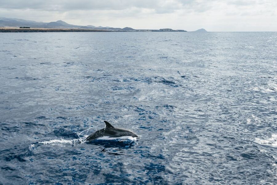 Las Galletas: Whale & Dolphin Tour with Local Skipper - The Swim and Snorkel Stop: What You Get When the Boat Anchors