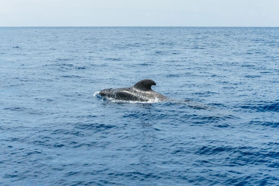 Las Galletas: Whale & Dolphin Tour with Local Skipper - Sailing Back Along Punta de Rasca: The Scenic Finish