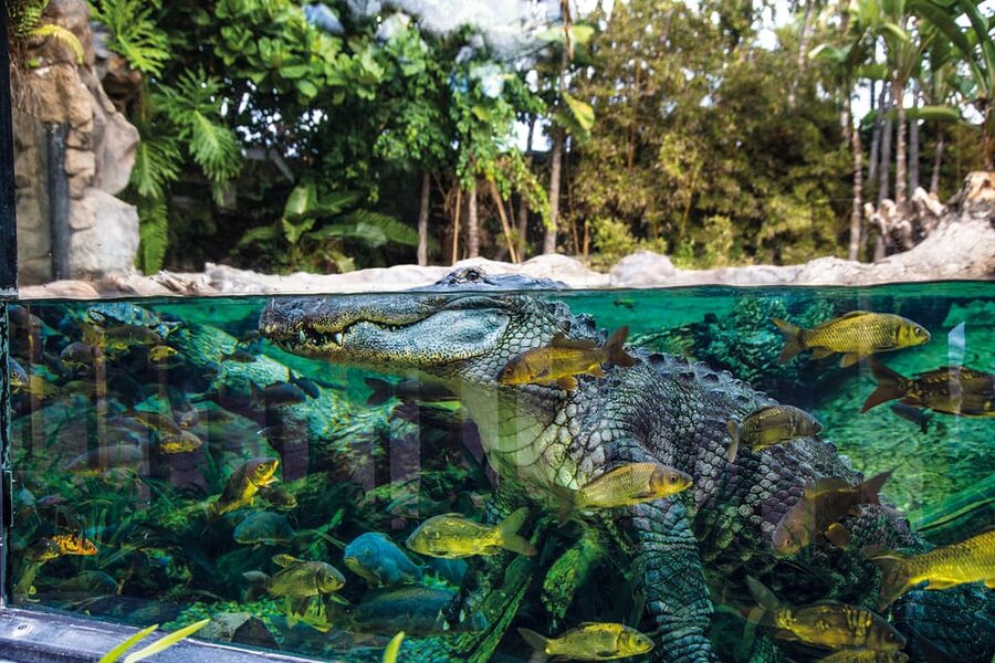 Loro Parque and Siam Park Combined Admission Tickets - Ride rules and weight limits you should not ignore