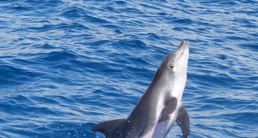 Los Cristianos Respectful No-Chase Whale and Dolphin Safari - Key highlights worth your time