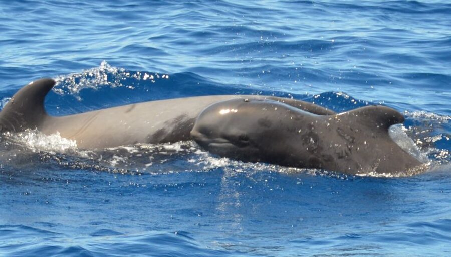 Los Cristianos Respectful No-Chase Whale and Dolphin Safari - Comfort, motion, and the small details that affect your day
