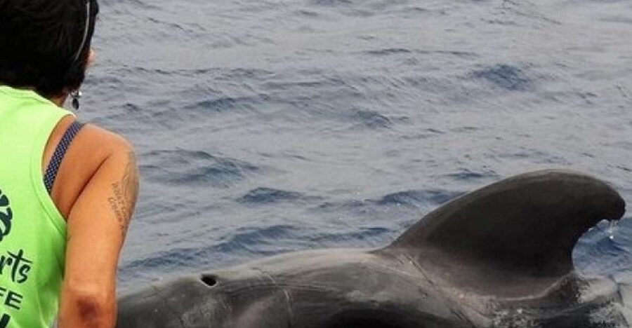 Los Cristianos Respectful No-Chase Whale and Dolphin Safari - Spotting whales, pilot whales, dolphins, and the extras