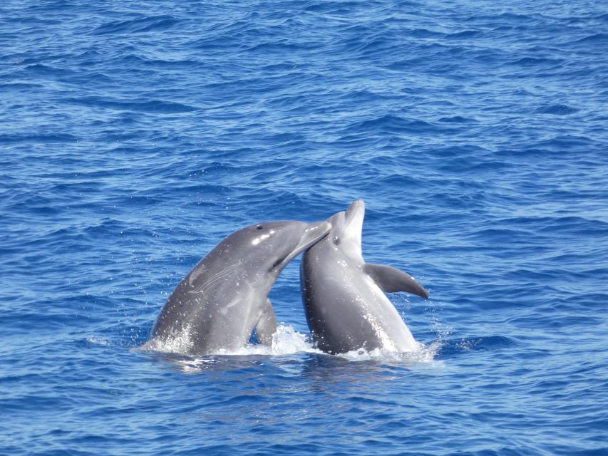 Los Cristianos Respectful No-Chase Whale and Dolphin Safari - Why this boat setup is built for real viewing (inside salon included)