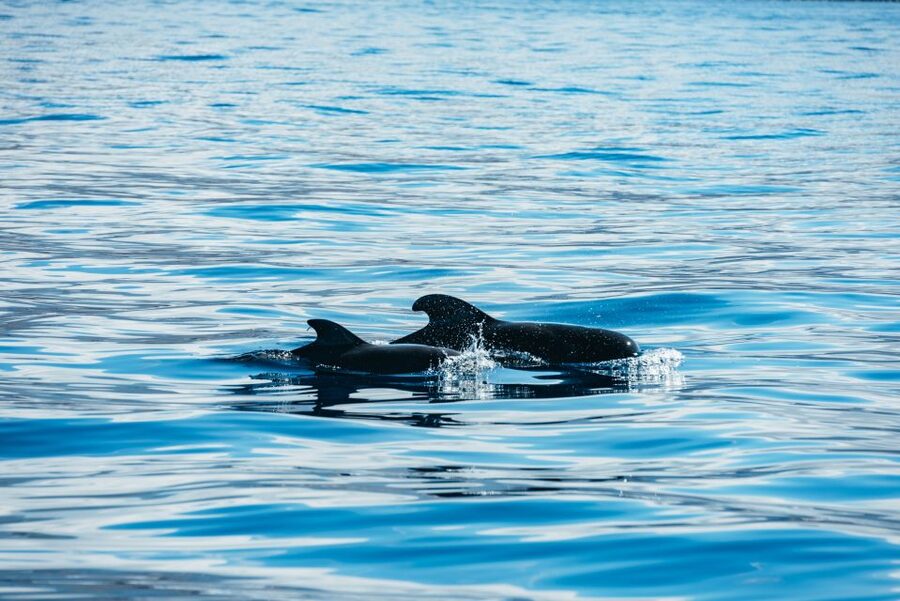 Los Cristianos Respectful No-Chase Whale and Dolphin Safari - Conservation angle: the ticket contribution you can feel good about