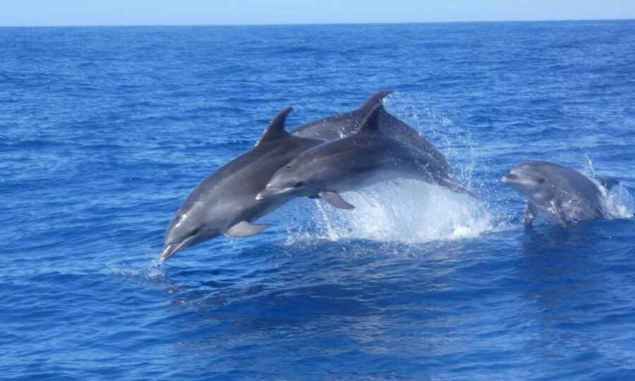 Los Cristianos Respectful No-Chase Whale and Dolphin Safari - Price and value for $29, when 2 hours is the point