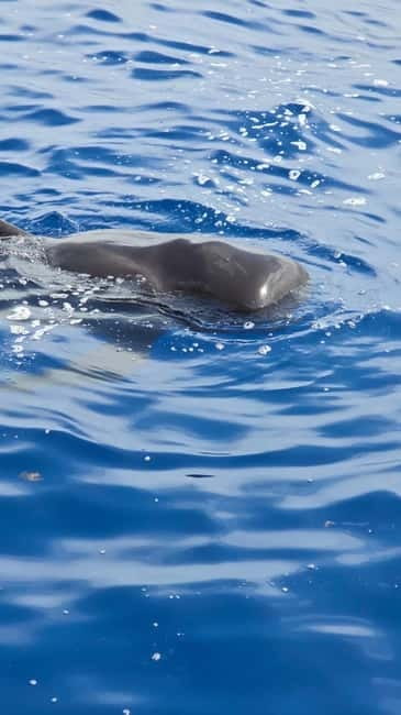 Los Cristianos: Viking Cruise Whales & Dolphins Watching - Arriving in Los Cristianos: finding Zone Excursion A fast