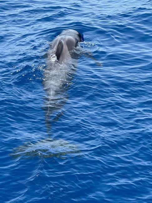 Los Cristianos: Viking Cruise Whales & Dolphins Watching - The 15-minute Tenerife photo stop: short, useful, and easy