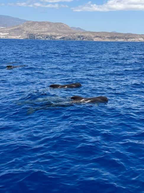 Los Cristianos: Viking Cruise Whales & Dolphins Watching - Out on the water: what you’re really doing for two hours