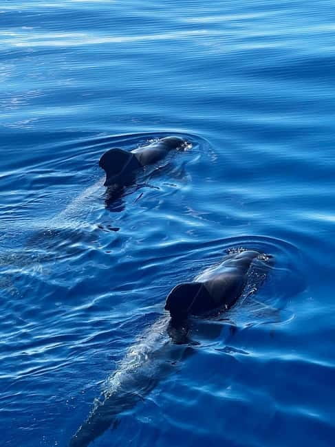 Los Cristianos: Viking Cruise Whales & Dolphins Watching - Onboard bar, snacks, and Viking photo extras