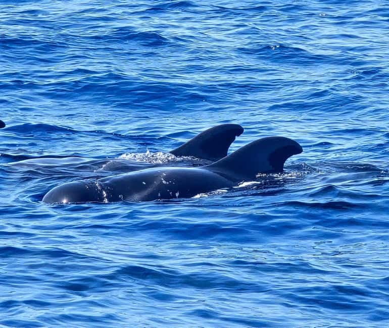 Los Cristianos: Viking Cruise Whales & Dolphins Watching - Who this cruise fits best in the real world