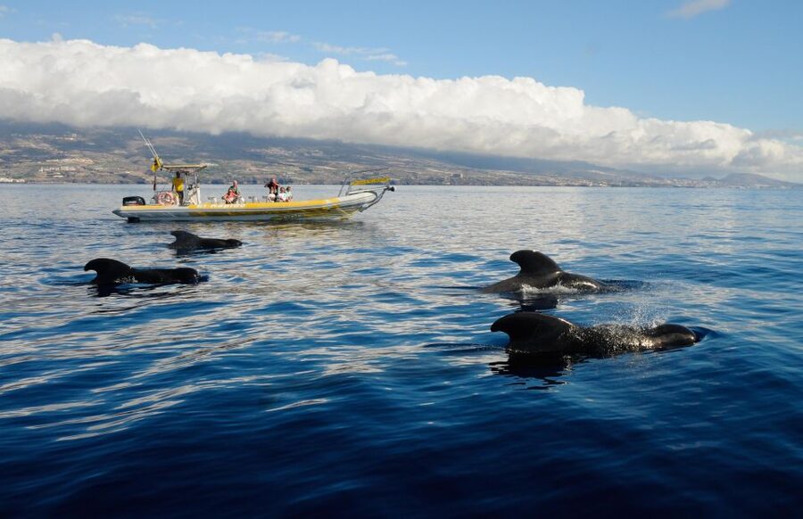 Los Gigantes: Dolphin and Whale Watching Cruise by Speedboat - Key highlights to expect on this Los Gigantes speedboat cruise