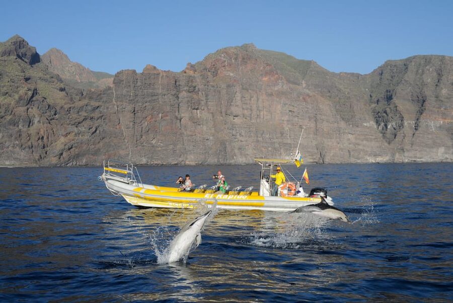 Los Gigantes: Dolphin and Whale Watching Cruise by Speedboat - Los Gigantes to Teno-Rasca, Tenerife’s best speedboat style