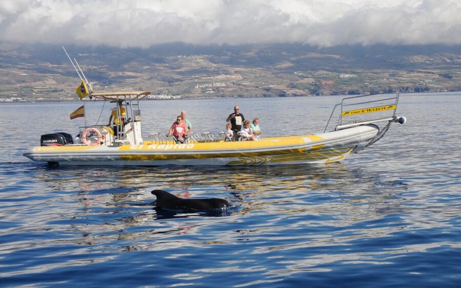 Los Gigantes: Dolphin and Whale Watching Cruise by Speedboat - What you’ll see: whales, dolphins, and the bonus wildlife