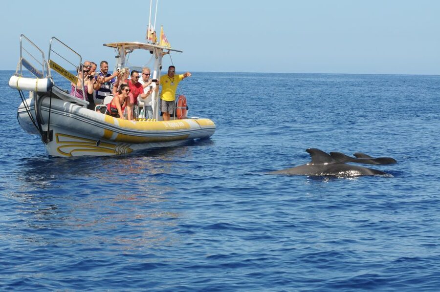 Los Gigantes: Dolphin and Whale Watching Cruise by Speedboat - Price and value: what $33 gets you in real terms