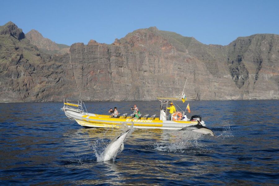 Los Gigantes: Dolphin and Whale Watching Cruise by Speedboat - Who this Los Gigantes dolphin and whale tour is best for